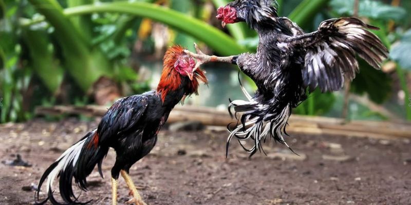 Đá Gà Vsbet nổi bật với nhịp đấu trực tiếp