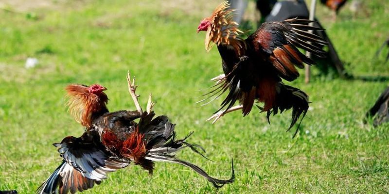 Bốn yếu tố tạo nên trải nghiệm Đá Gà thuận tiện