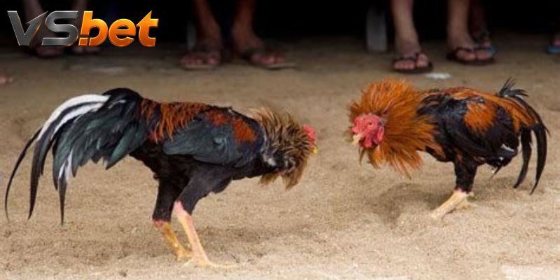 Nhịp thi đấu đặc trưng của Đá Gà McLean Hatch