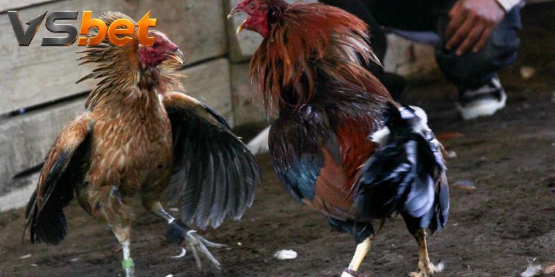 Quy trình xác nhận kết quả và xử lý trận gián đoạn