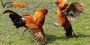 Đá Gà McLean Hatch - Nhịp Áp Sát Và Cách Xác Lập Kết Quả