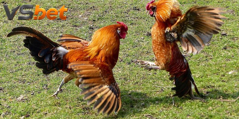 Đá Gà McLean Hatch - Nhịp Áp Sát Và Cách Xác Lập Kết Quả