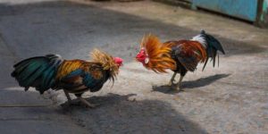 Đá Gà Philippines – Sân Chơi Trực Tiếp Kịch Tính Mỗi Ngày