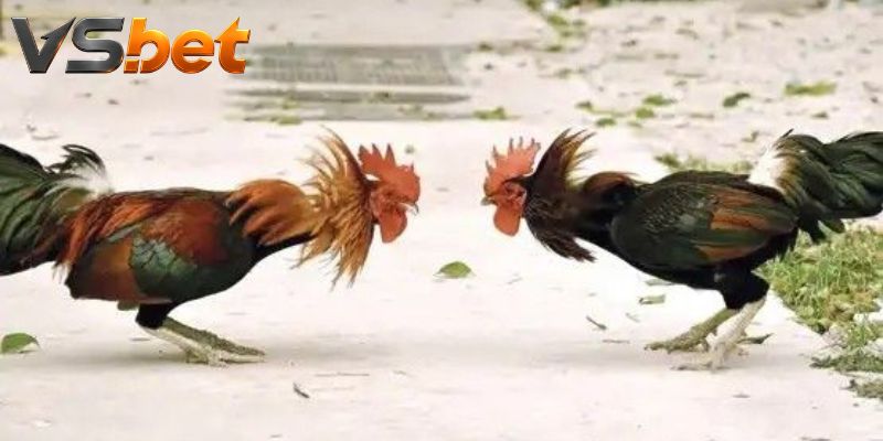 Nhịp phản công của Đá Gà Pumpkin Hulsey ở giai đoạn sau