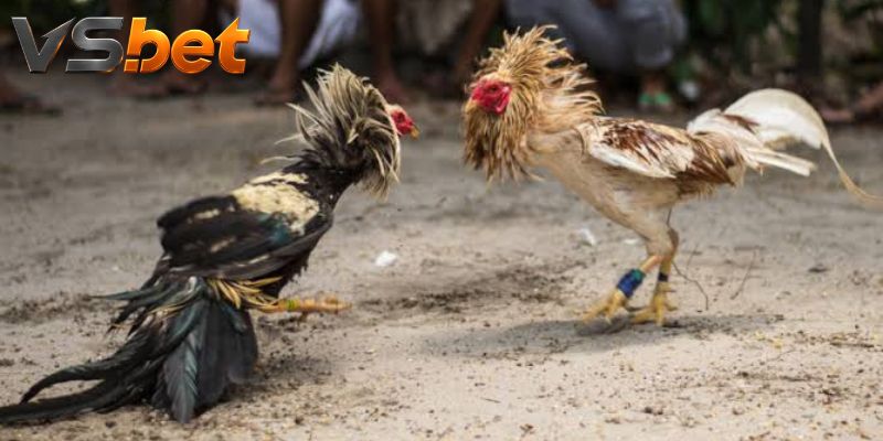 Đá gà butcher boy qua tỷ lệ của từng cửa cược đang mở