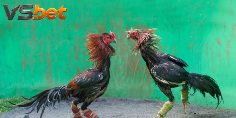 Các cửa butcher boy biến động trước thời điểm khóa cược