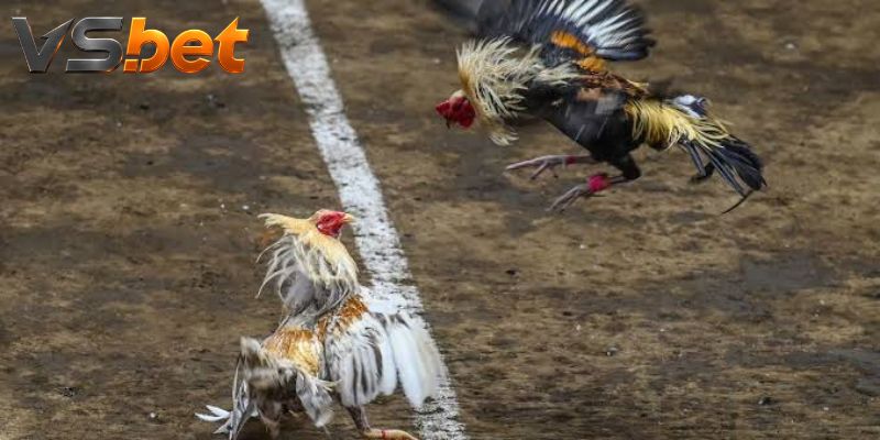 Đá Gà Butcher Boy - Trạng Thái Các Cửa Trước Giờ Khóa Cược