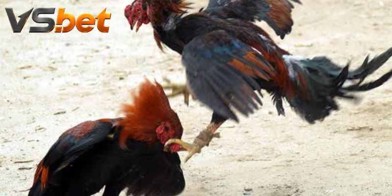 Đá Gà Cardinal Club sắp xếp chuỗi card theo giờ thi đấu