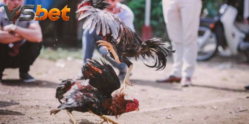 Moneyline và tổng thời gian dùng dữ liệu riêng