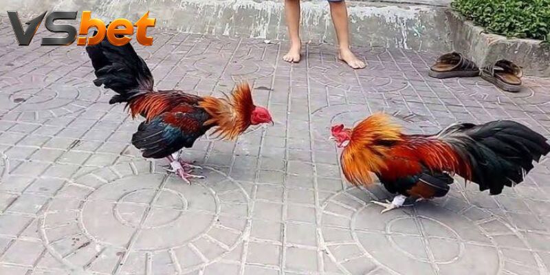 Đá Gà Cardinal Club – Cược Card Và Tổng Thời Gian