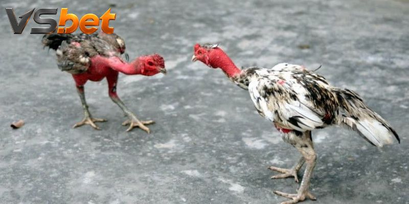 Bốn lớp diễn biến làm cửa cược thay đổi liên tục rõ ràng