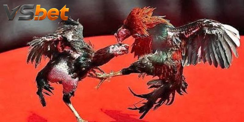 Đá Gà Lemon 84 – Cược Góc Và Nhịp Đấu Trực Tiếp