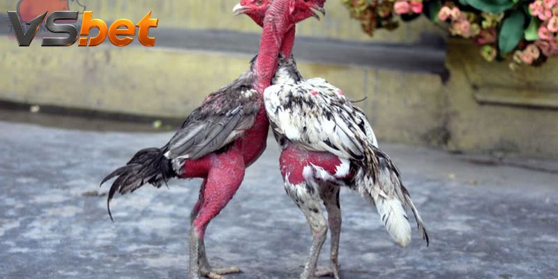 Đá Gà McClanahan Roundhead mở cửa từ cự ly áp sát rõ ràng