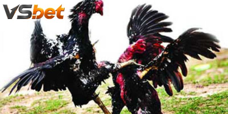 Cự ly và phản đòn định hình lựa chọn trong trận đấu