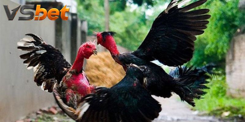 Đá Gà McClanahan Roundhead – So Cự Ly Và Cắt Góc Sới