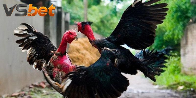 Đá Gà Mugwump Hatch mở cửa từ tốc độ nhập sới rõ ràng