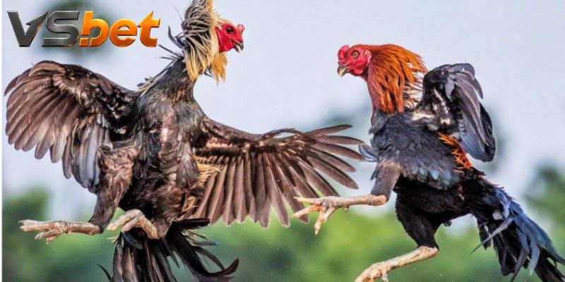 Đá Gà Mugwump Hatch – So Cửa Tốc Độ Và Đổi Góc Sới