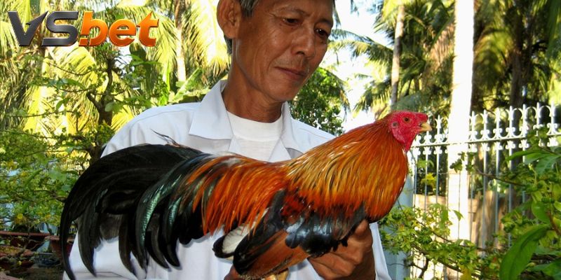 Cửa thắng cùng mức tiền khi theo Đá Gà Red Kelso trực tuyến