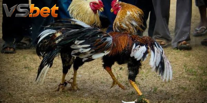 Đá Gà Red Kelso - Cửa Cược, Mức Chấp Và Cách Chốt Vé