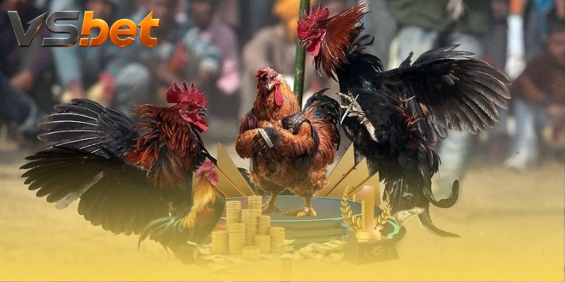 Đá Gà Zebo Hatch khai thác cửa theo hiệp và phương thức thắng