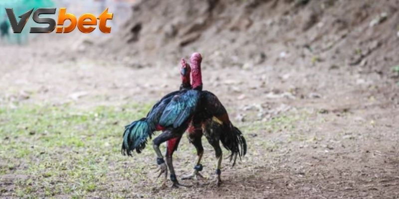 Kèo Đá Gà 2 Cửa là gì và có cấu trúc như thế nào?