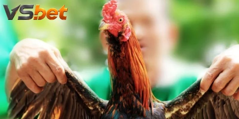 Hai cửa trong trận đấu được hiển thị ra sao?