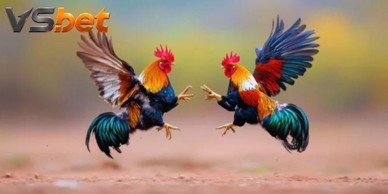Kèo Đá Gà 2 Cửa – Tìm Hiểu Hai Cửa, Bắt Nhịp Trận Đấu Nóng